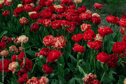 Closeup red blooming tulip spring mood