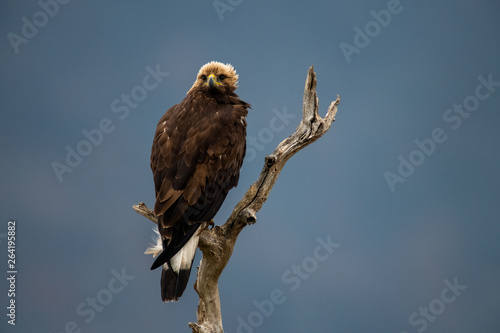 Obraz na płótnie Goldean Eagle (Aquila chrysaetos) at mountain meadow in Eastern Rhodopes, Bulgaria w salonie