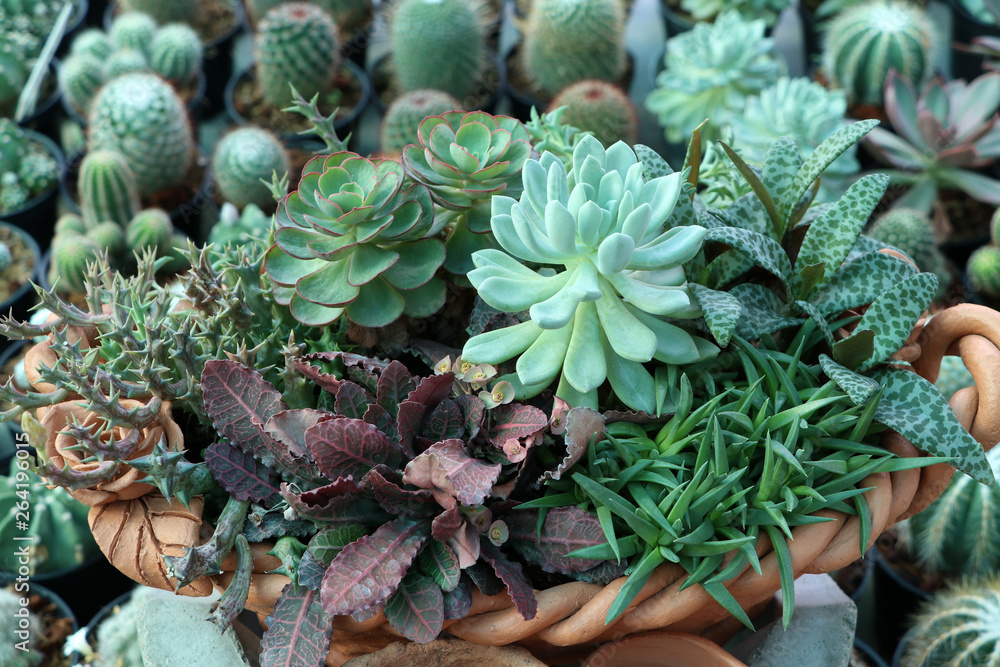 Variety varieties of small cactus decorative in terracotta pots. Variety varieties of small cactus decorative in terracotta pots.