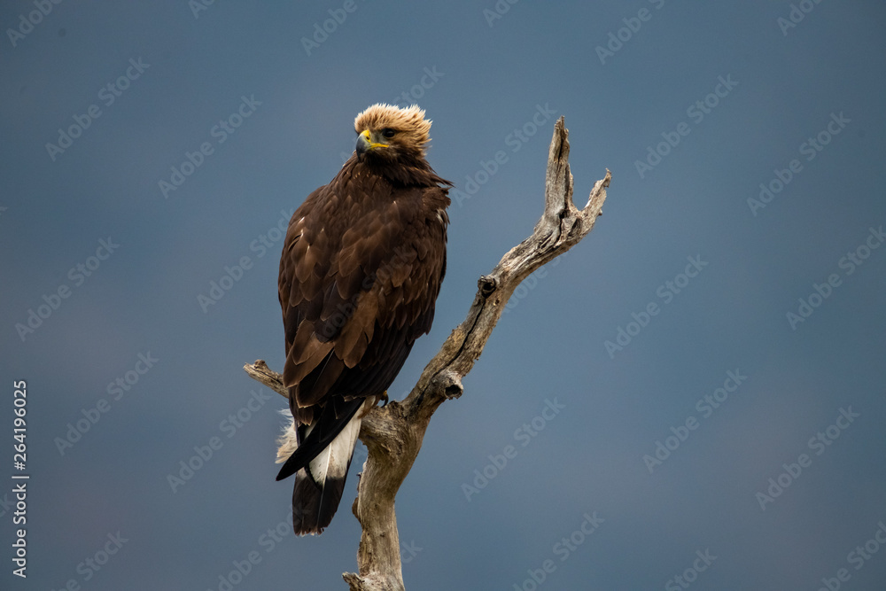 Goldean Eagle (Aquila chrysaetos) at mountain meadow in Eastern Rhodopes, Bulgaria Goldean Eagle (Aquila chrysaetos) at mountain meadow in Eastern Rhodopes, Bulgaria