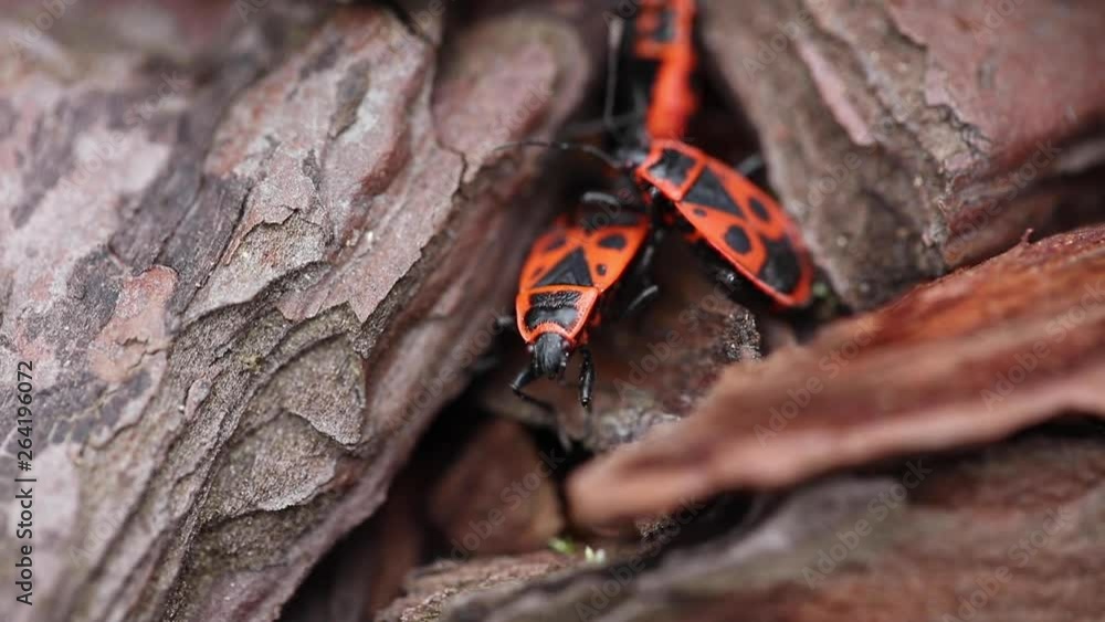 European firebug Pyrrhocoris apterus during the reproduction process European firebug Pyrrhocoris apterus during the reproduction process