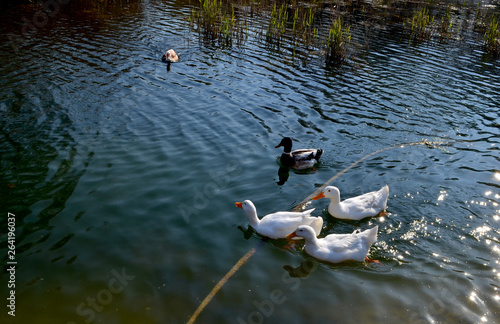 Ducks in the pond