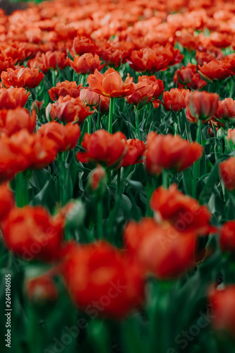 Coral red tulip field close up shallow depth of field