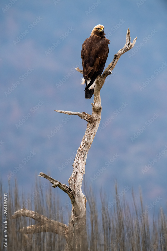 Goldean Eagle (Aquila chrysaetos) at mountain meadow in Eastern Rhodopes, Bulgaria