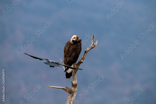 Obraz na płótnie Goldean Eagle (Aquila chrysaetos) and crow at mountain meadow in Eastern Rhodopes, Bulgaria w salonie