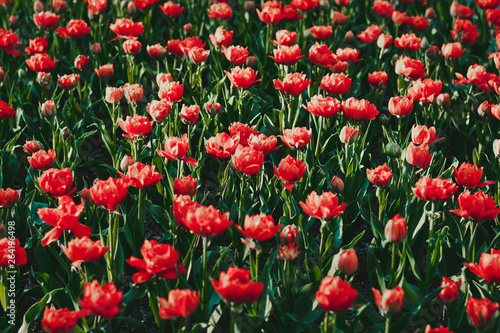 Coral red tulip field close up shallow depth of field © lierra