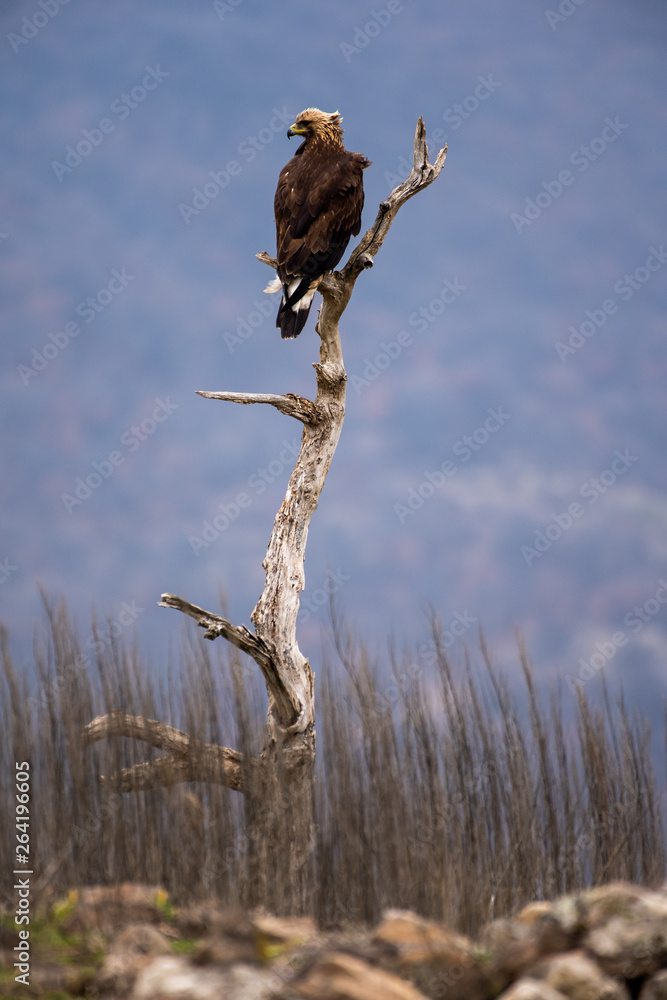Goldean Eagle (Aquila chrysaetos) at mountain meadow in Eastern Rhodopes, Bulgaria