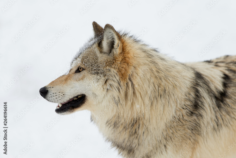 Fototapeta premium Grey Wolf pack in western US in Winter