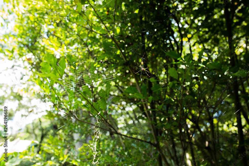 Natureza Fantástica 