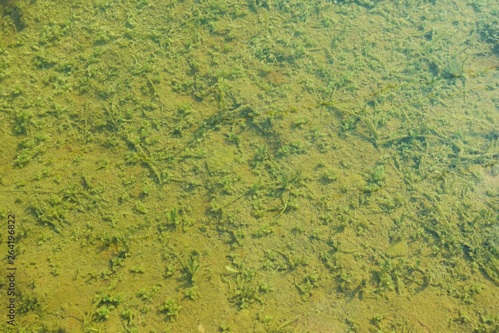 Shallow freshwater pond with green algae at the bottom. Natural green background.