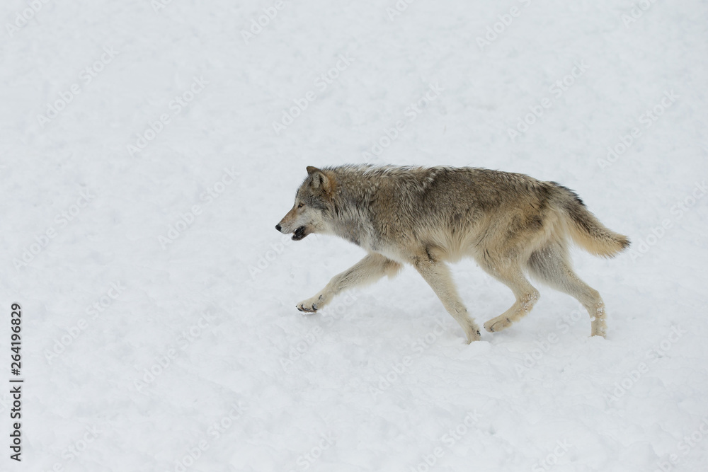 Fototapeta premium Grey Wolf pack in western US in Winter
