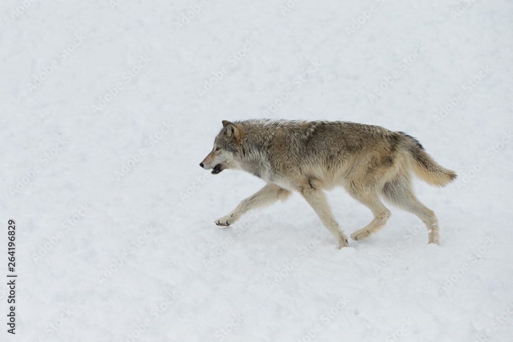 Grey Wolf pack in western US in Winter