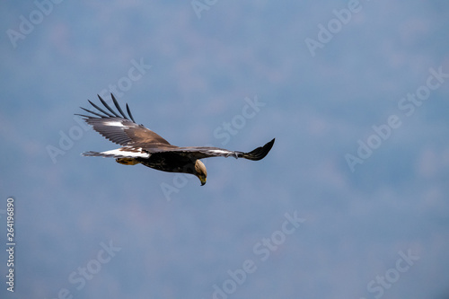 Goldean Eagle  Aquila chrysaetos  at mountain meadow in Eastern Rhodopes  Bulgaria