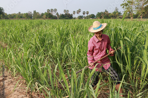 Woman farmer with hoe in hand working in the sugarcane farm and wearing a straw hat.