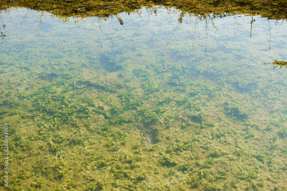 Shallow freshwater pond with green algae at the bottom. Natural green background.