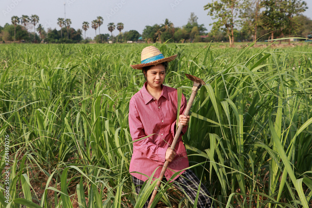 Woman farmer with hoe in hand working in the sugarcane farm and wearing a straw hat. Woman farmer with hoe in hand working in the sugarcane farm and wearing a straw hat.