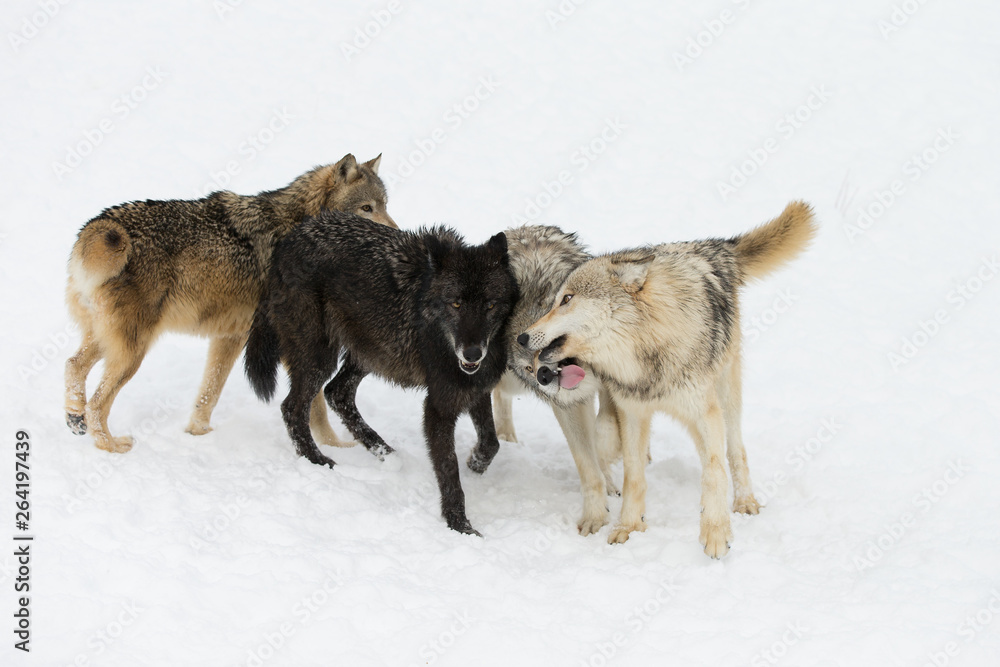 Fototapeta premium Grey Wolf pack in western US in Winter