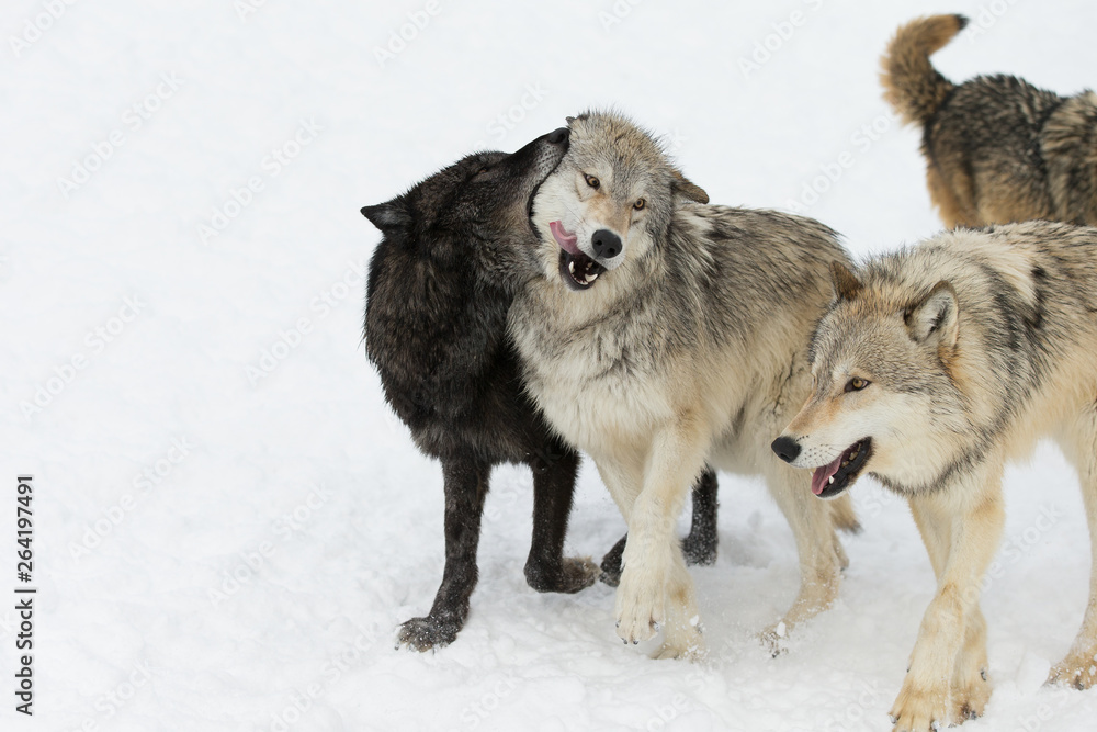 Naklejka premium Grey Wolf pack in western US in Winter