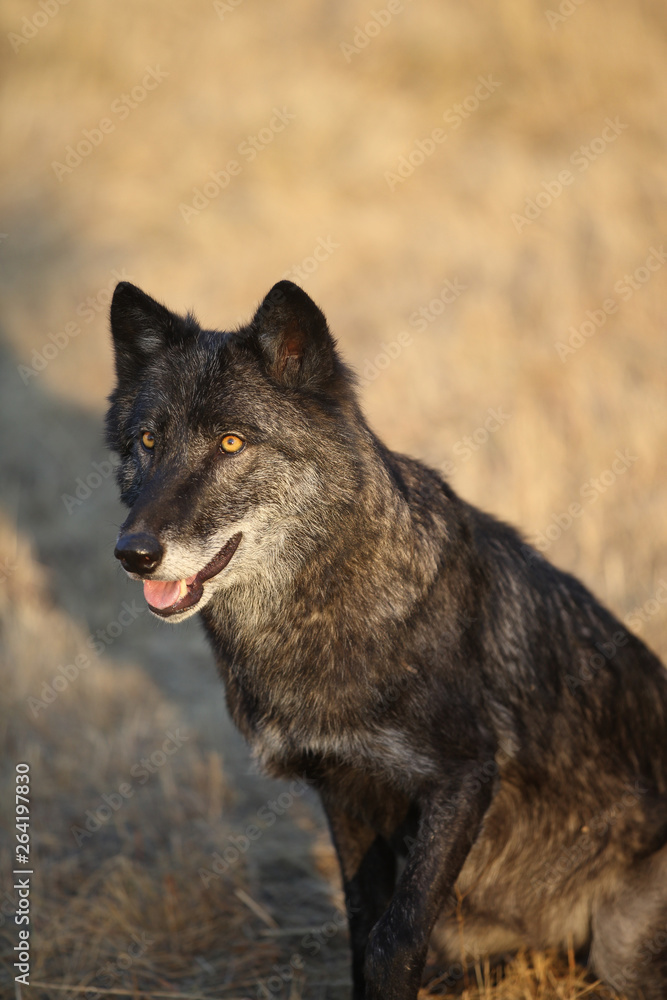 Fototapeta premium Grey Wolf pack in Autumn, Western US