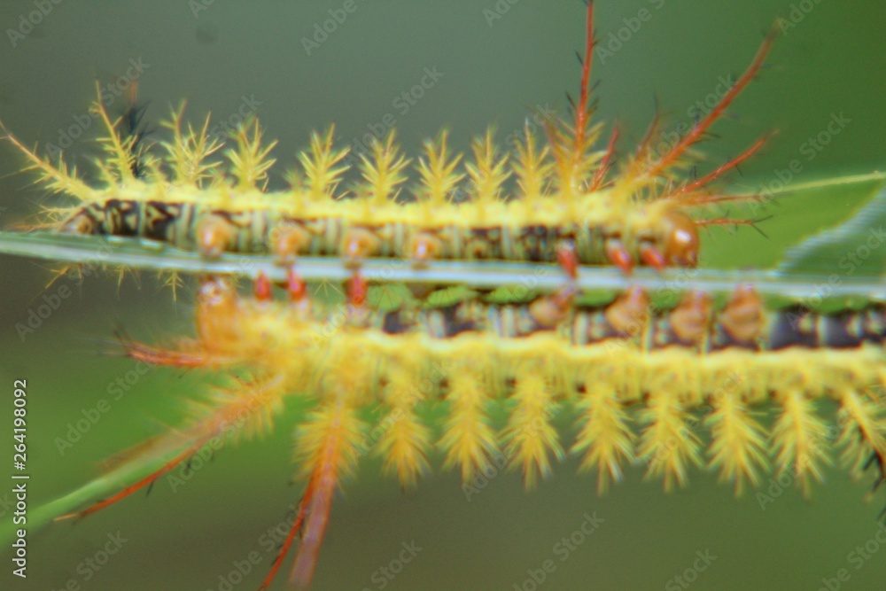 Fototapeta premium caterpillar reflection