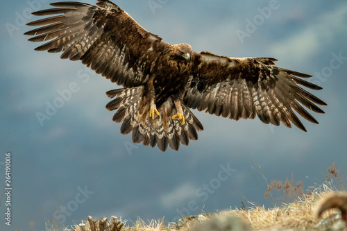 Goldean Eagle (Aquila chrysaetos) at mountain meadow in Eastern Rhodopes, Bulgaria