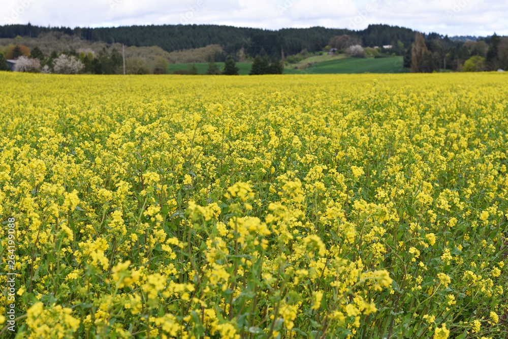 Mustard flowers - McMinnville, Portland 