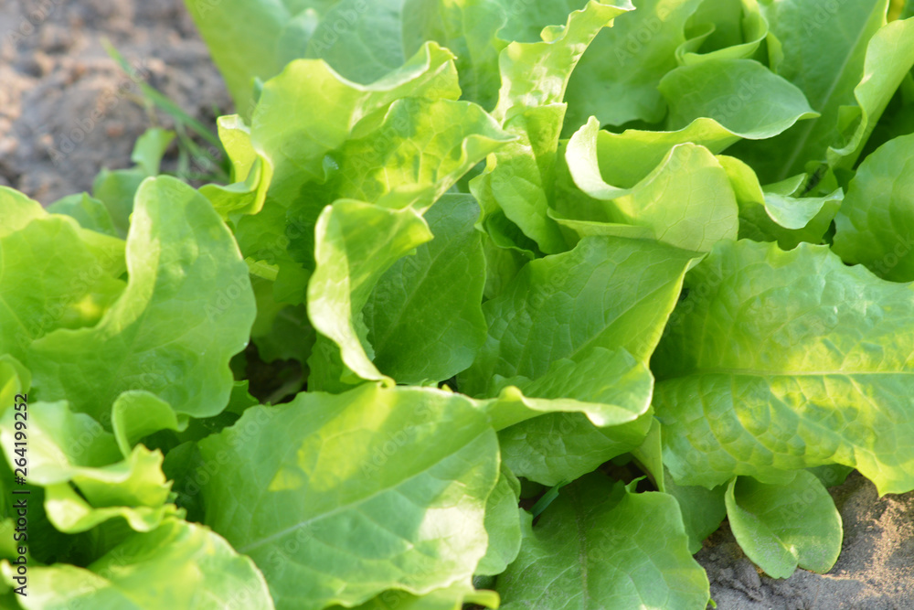fresh salad leaves fresh salad leaves