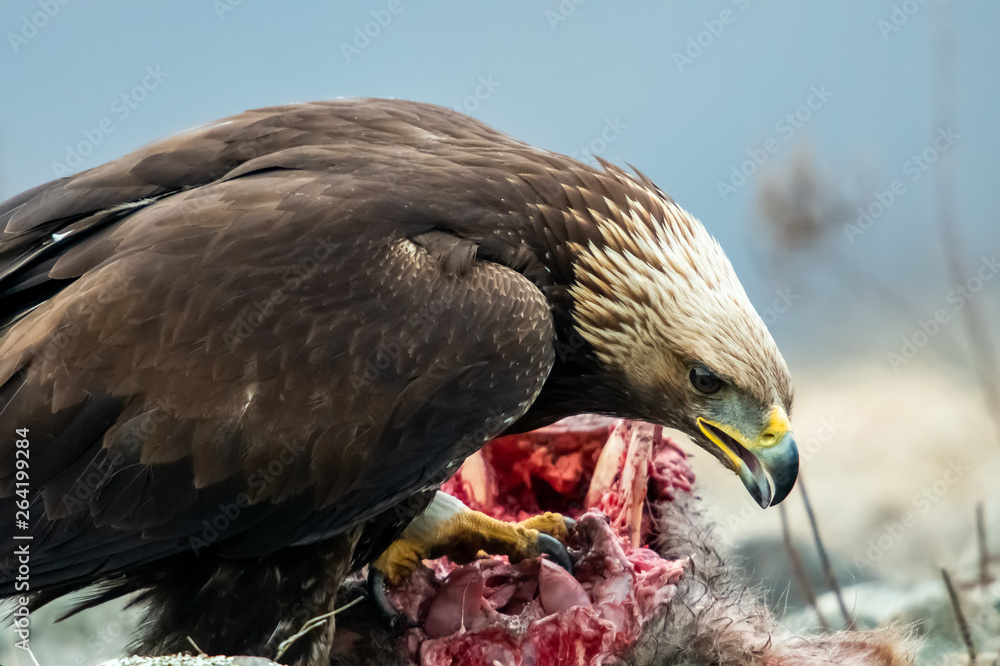 Adult Goldean Eagle (Aquila chrysaetos) on prey at mountain meadow in Eastern Rhodopes, Bulgaria