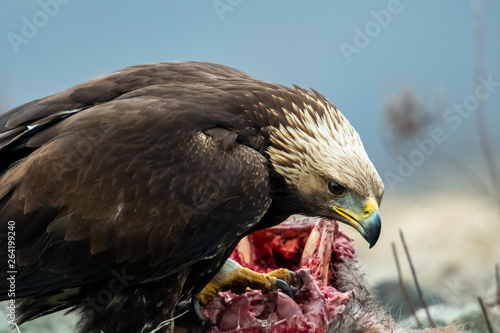 Juvenile Goldean Eagle (Aquila chrysaetos) on prey at mountain meadow in Eastern Rhodopes, Bulgaria