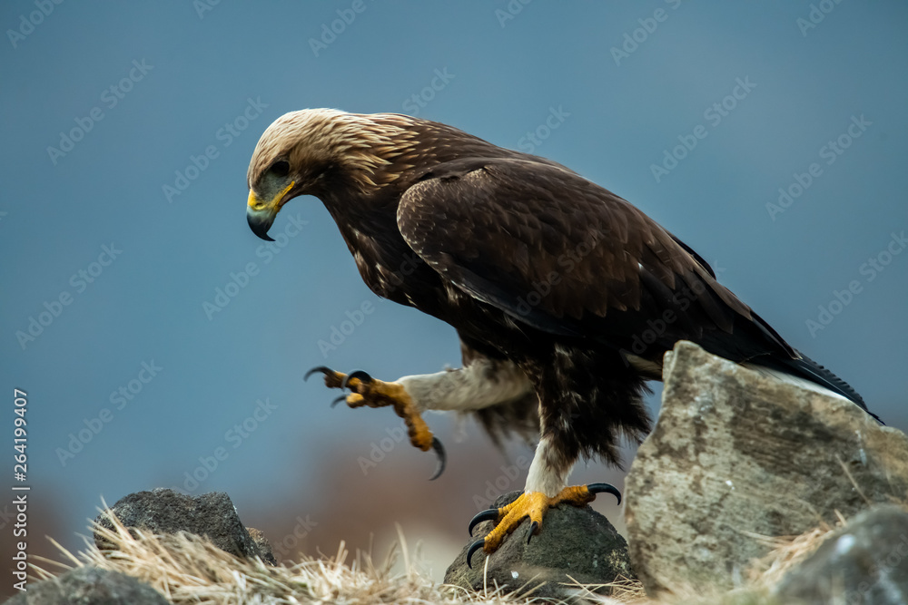 Goldean Eagle (Aquila chrysaetos) at mountain meadow in Eastern Rhodopes, Bulgaria
