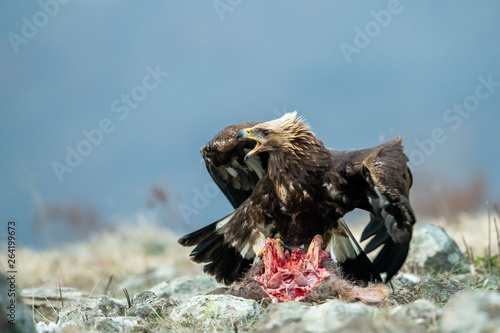 Juvenile Goldean Eagle (Aquila chrysaetos) on prey at mountain meadow in Eastern Rhodopes, Bulgaria