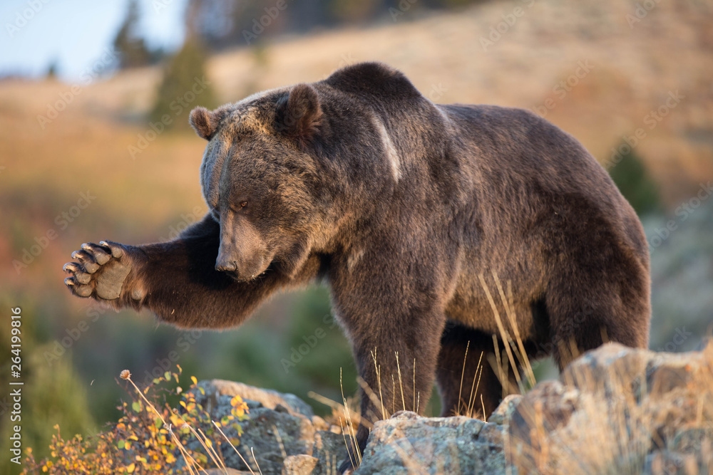 Obraz premium Grizzly (brown) bear in western US