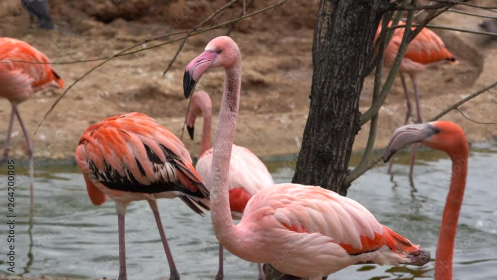A flock of Pink flamingos walks around the pond, some birds lower their heads and drink water close-up, shooting on a cloudy day A flock of Pink flamingos walks around the pond, some birds lower their heads and drink water close-up, shooting on a cloudy day