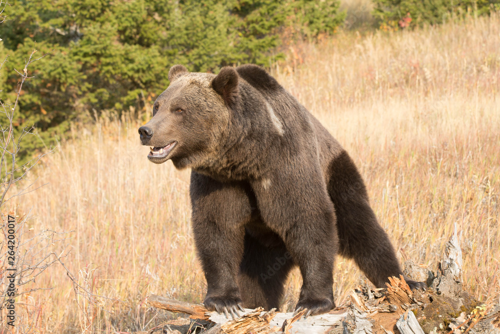 Fototapeta premium Grizzly (brown) bear in western US
