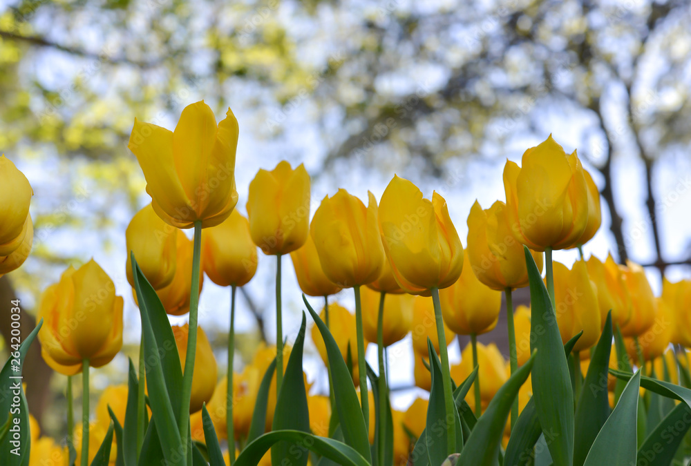 Obraz premium yellow tulips in the garden