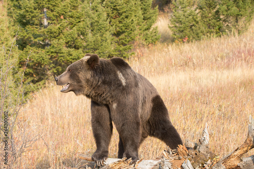 Grizzly  brown  bear in western US
