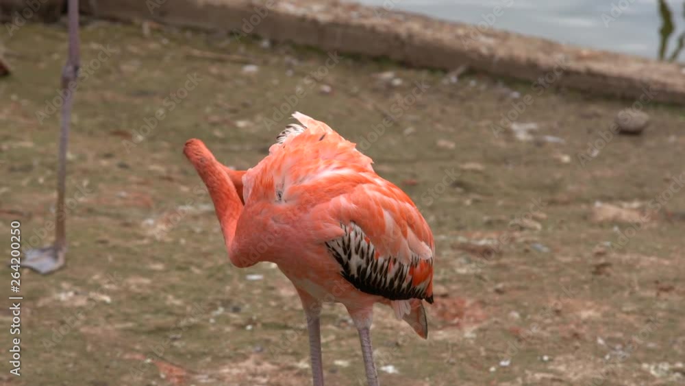 Pink Flamingo cleans its feathers, close-up Pink Flamingo cleans its feathers, close-up