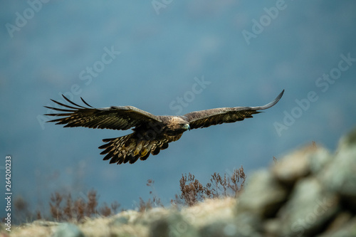 Goldean Eagle (Aquila chrysaetos) at mountain meadow in Eastern Rhodopes, Bulgaria