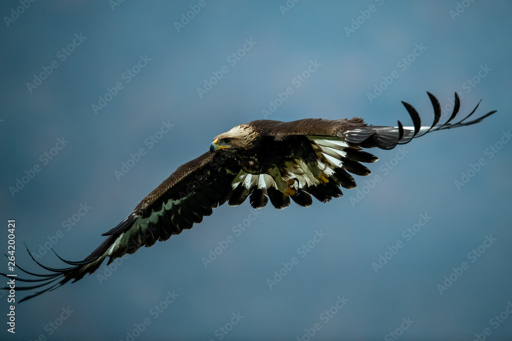 Goldean Eagle (Aquila chrysaetos) at mountain meadow in Eastern Rhodopes, Bulgaria