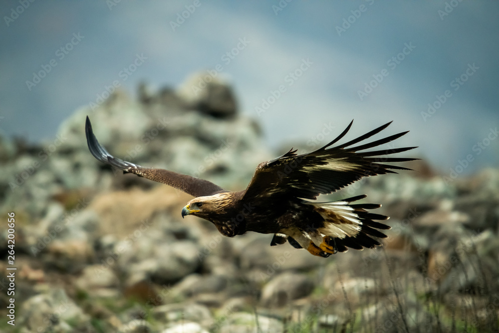 Goldean Eagle (Aquila chrysaetos) at mountain meadow in Eastern Rhodopes, Bulgaria