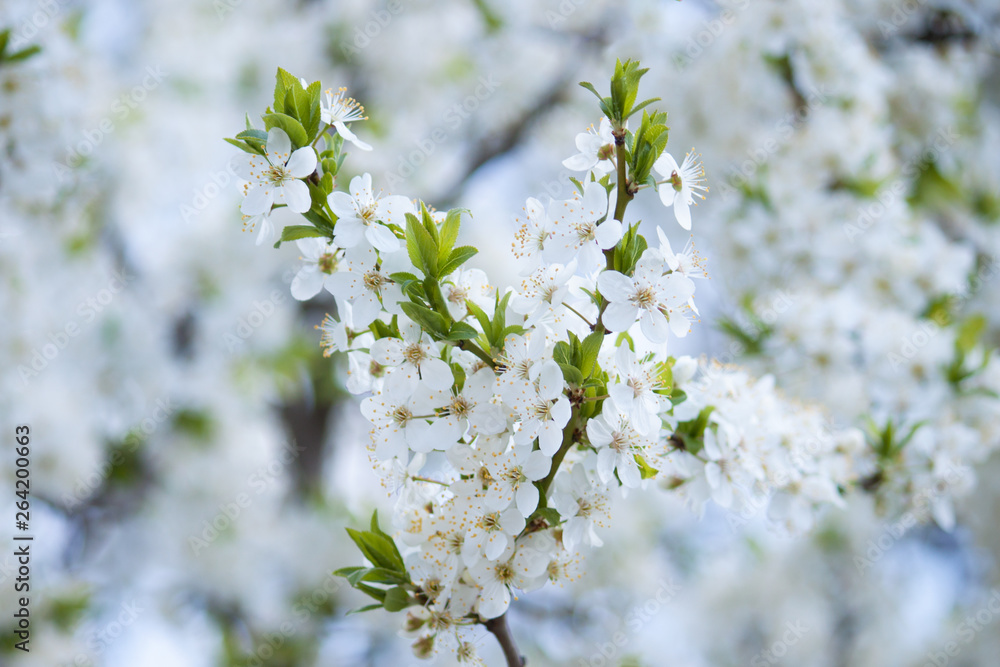 Obraz premium White blossom tree in the white background. Early spring.