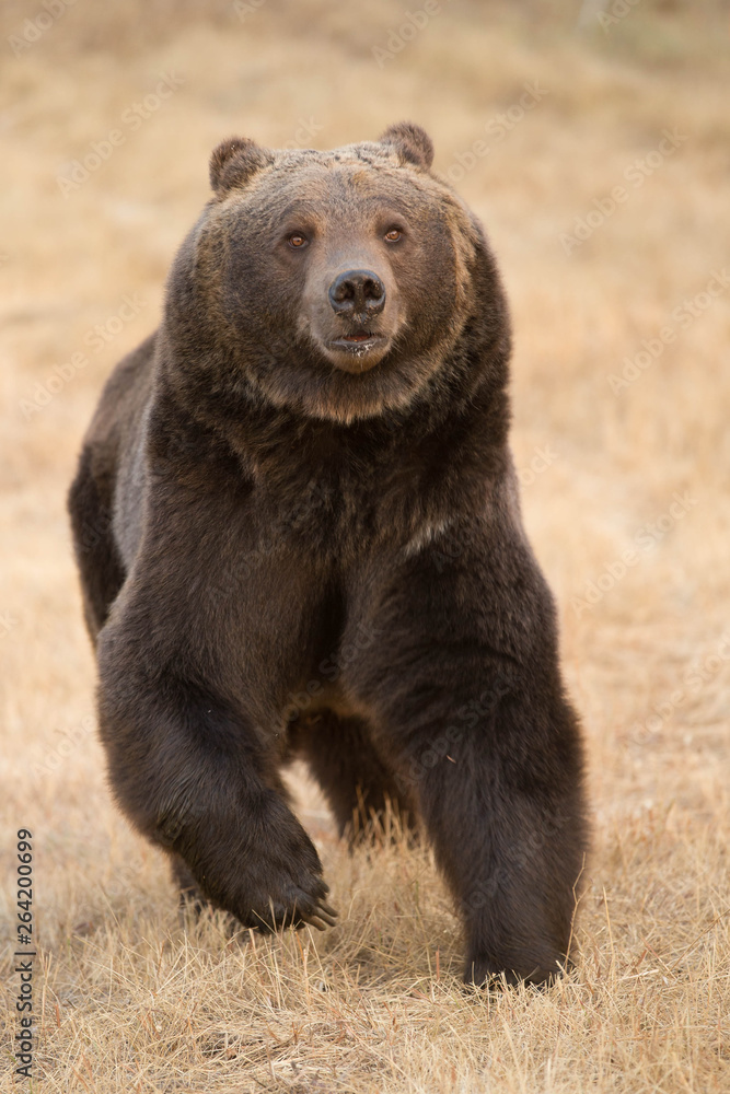 Fototapeta premium Grizzly (brown) bear in western US