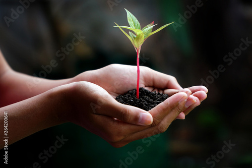 Plant in Hands, Human Hands Holding Young Plant