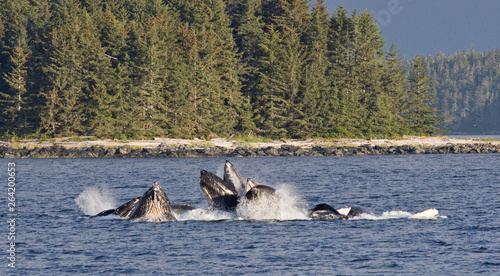 Humpback whales, bubble net feeding in Southeast Alaska outside of Juneau