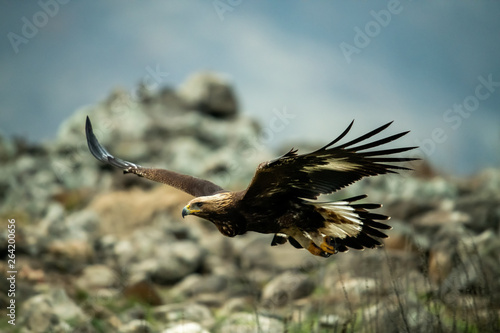 Obraz na płótnie Goldean Eagle (Aquila chrysaetos) at mountain meadow in Eastern Rhodopes, Bulgaria w salonie