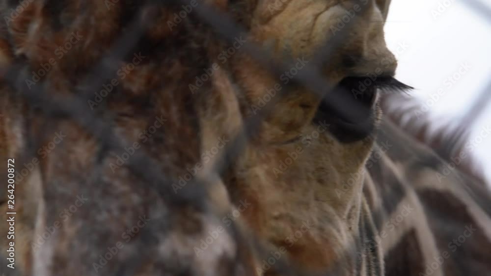 The giraffe in the enclosure looks to the side, then turns and approaches the camera, close-up of the eyes and muzzle of the giraffe The giraffe in the enclosure looks to the side, then turns and approaches the camera, close-up of the eyes and muzzle of the giraffe