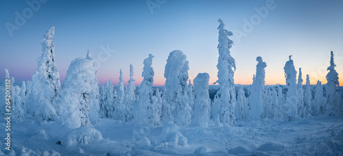 Panorama of Snow and Ice Blanketed Trees in Alaska's Wilderness along the Dalton Highway
