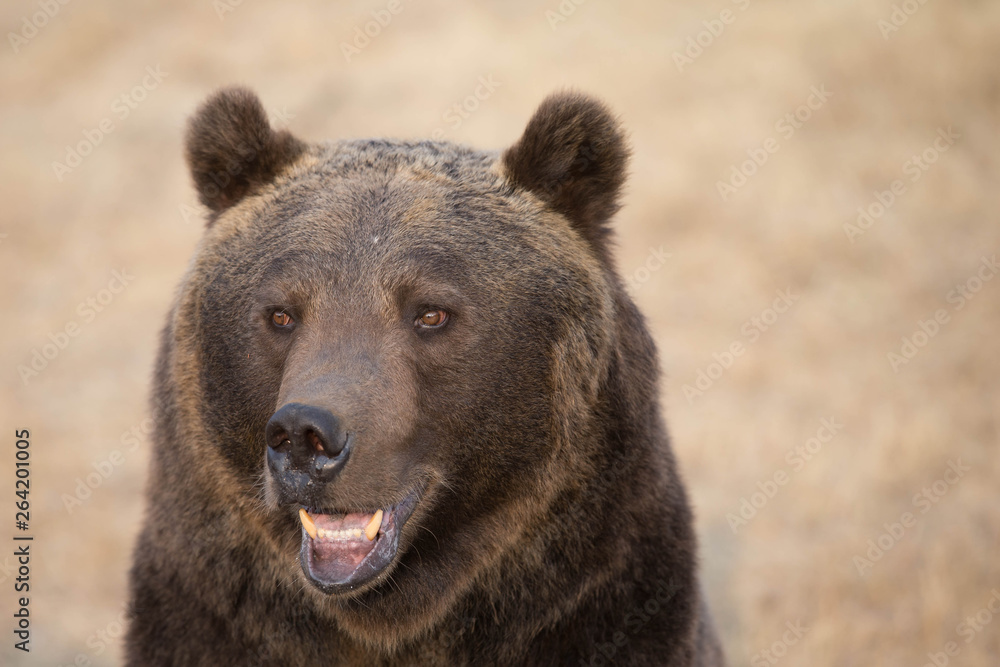 Fototapeta premium Grizzly (brown) bear in western US