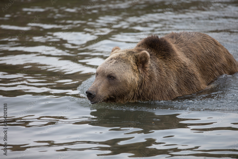 Grizzly (brown) bear in western US Grizzly (brown) bear in western US