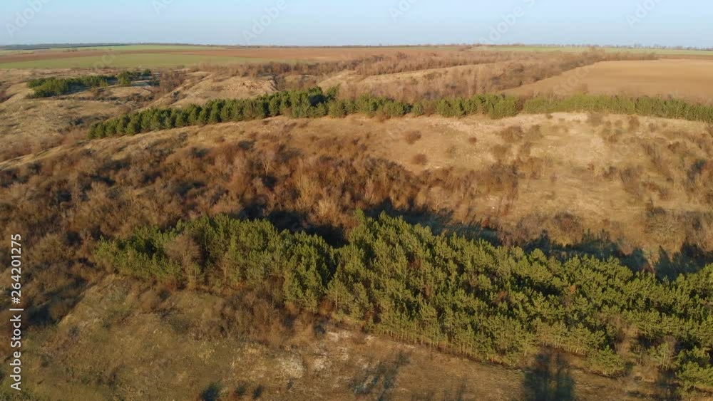Remains of coniferous forest on hills in area of man made disaster due to increased radiation. Wild nature in countryside Remains of coniferous forest on hills in area of man made disaster due to increased radiation. Wild nature in countryside